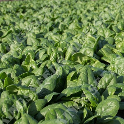 Picture of Spinach Cymbal F1